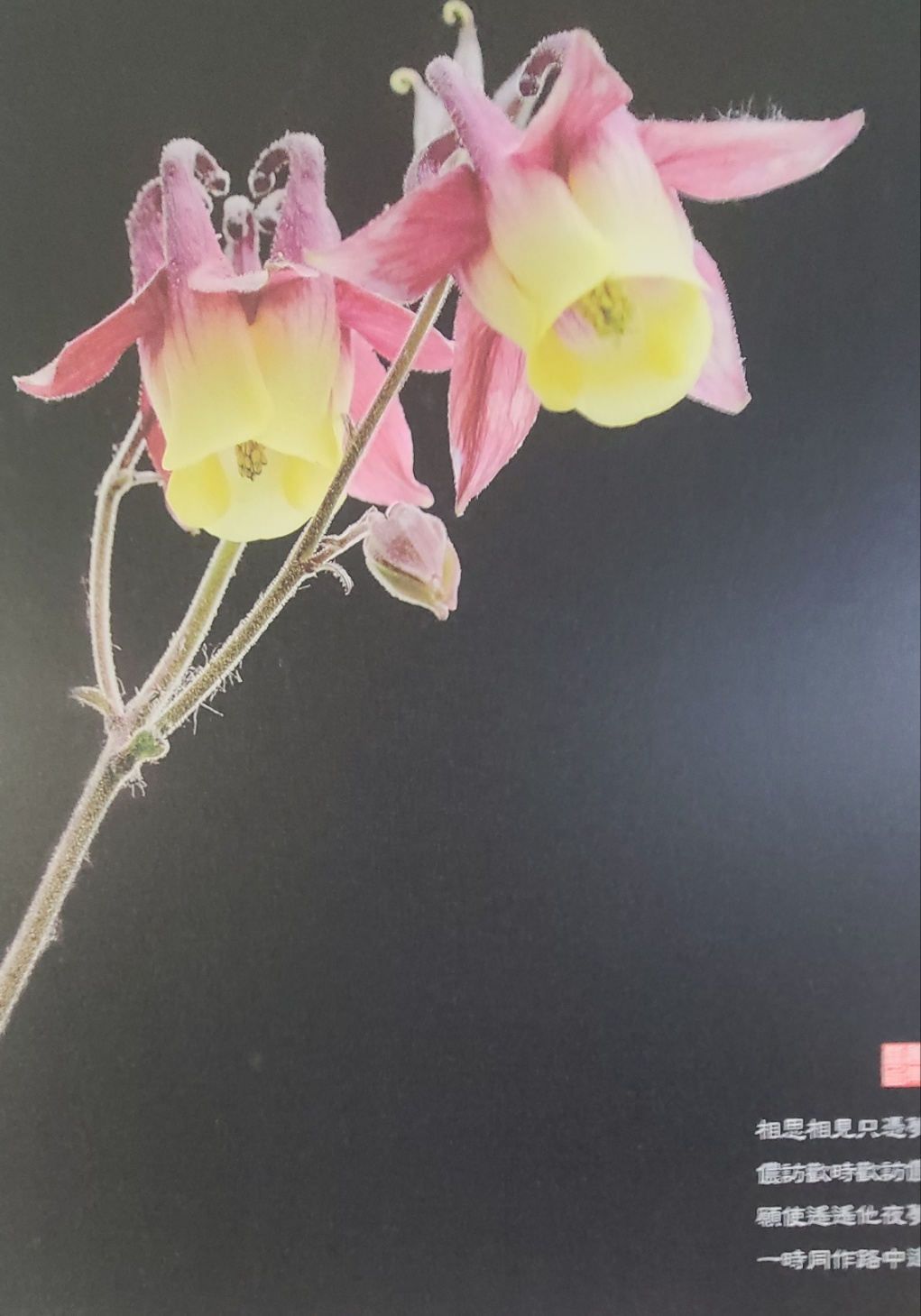 2000769928_g2eyFzVI_0a41fd46790feaa6a9698f09633f986341bf2148.jpg 이미지크게보기